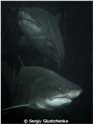 Sharks sliping by Sergiy Glushchenko 